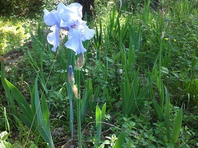 Fleur Iris au jardin
